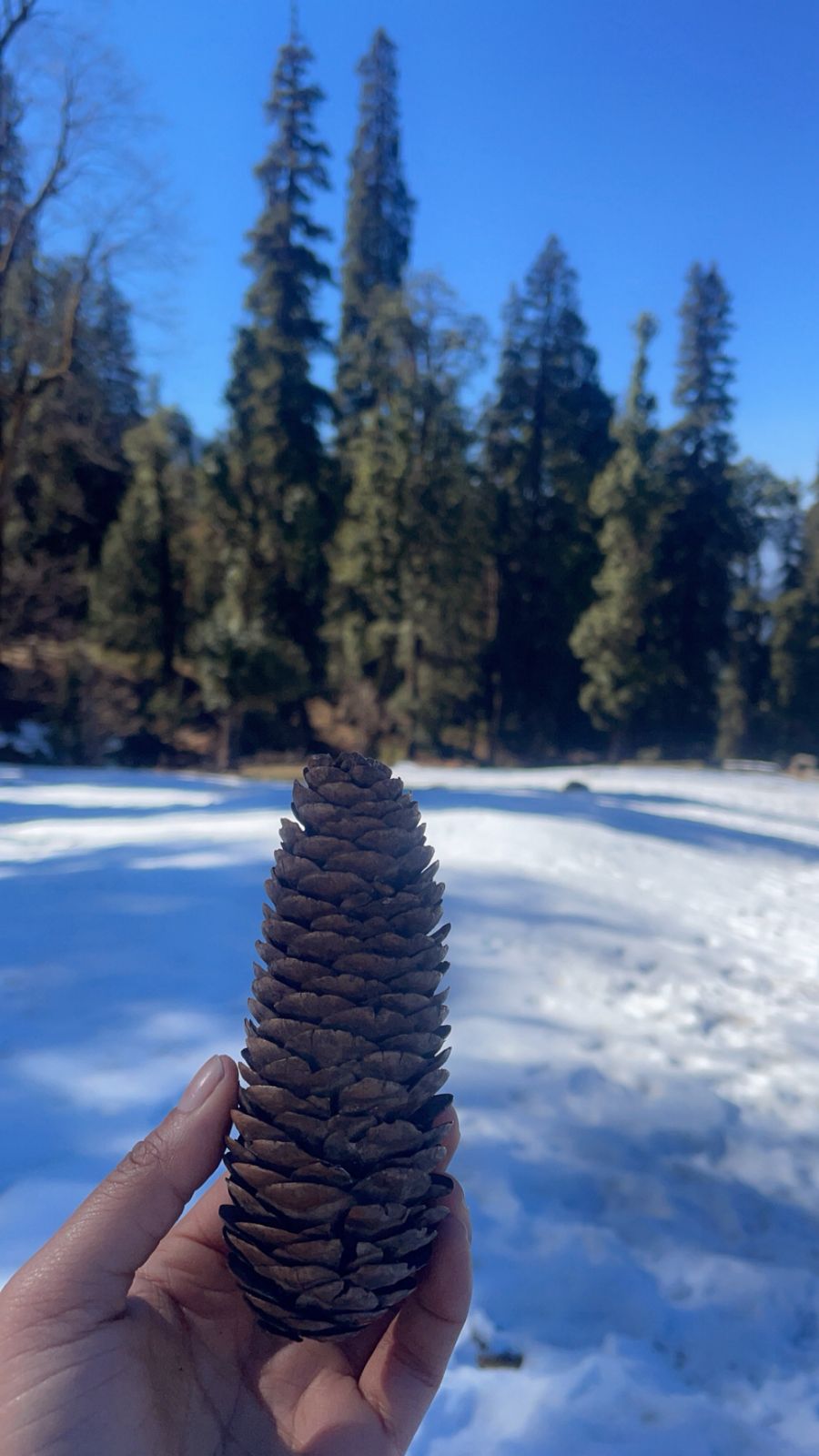 Alpine Thrills gallery — kedarkantha-scenic